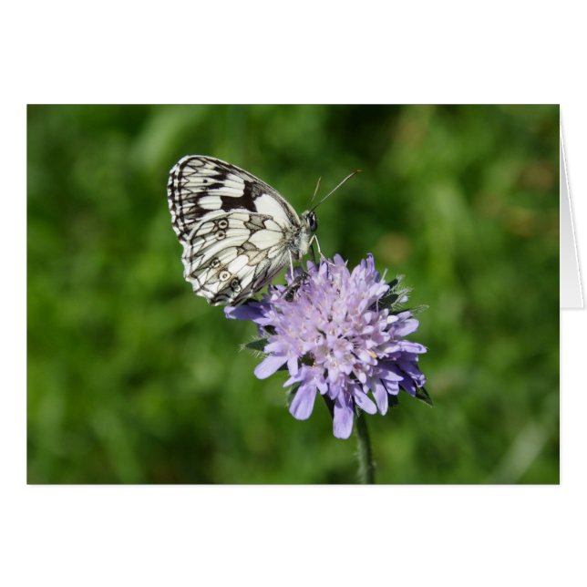 Melanargia (Vorderseite (Horizontal))