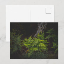 Melancholische Natur mit Wald-Farnen