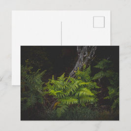 Melancholische Natur mit Wald-Farnen Postkarte