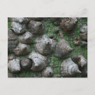 Mélanger. Jardins botaniques 1 Cartes postales