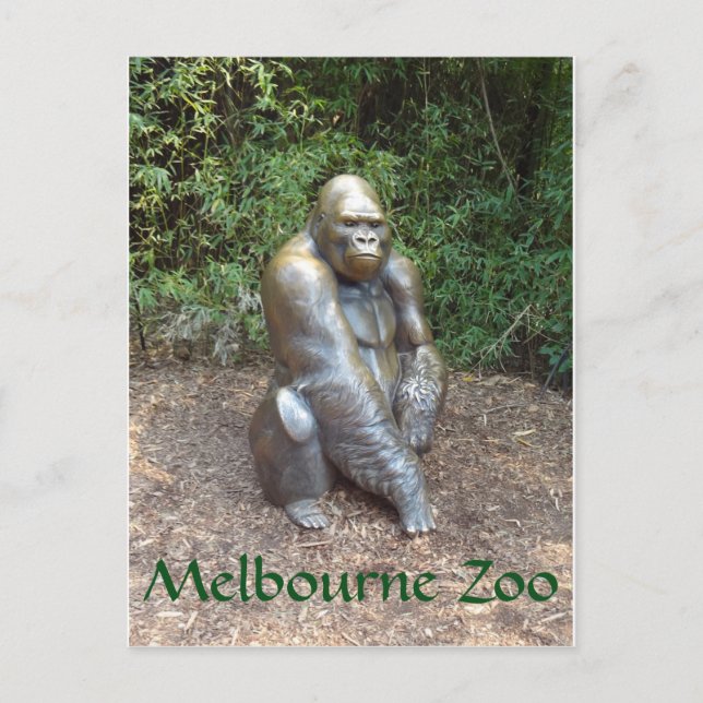 Melbourne Zoo Gorilla Postkarte (Vorderseite)