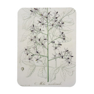 Melia Azedarach von "Phytographie Medicale" durch Magnet