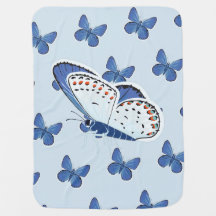 Melissa Blue Butterfly