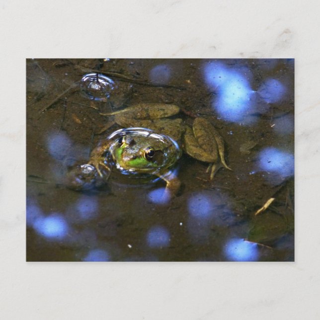 Melissa-Frosch Postkarte (Vorderseite)