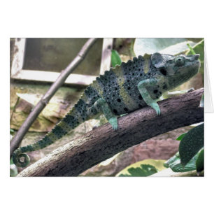 Mellers Chamäleon - Chamaeleo melleri