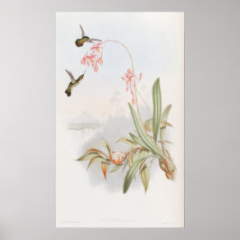 Mellisuga Minima Hummingbirds by John Gould Poster
