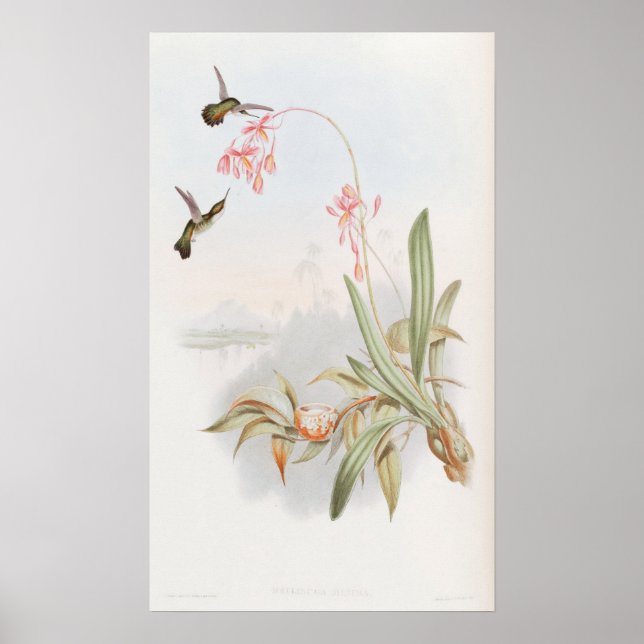 Mellisuga Minima Hummingbirds by John Gould Poster (Vorne)