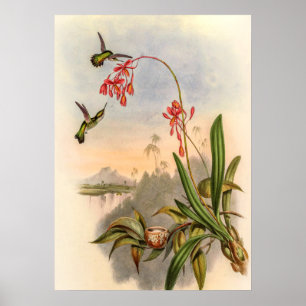 Mellisuga Minima Kolibris von John Gould Poster