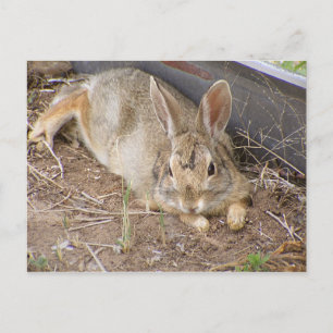 Mellow Bunny Postkarte