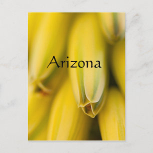 Mellow-Yellow Aloe, Arizona Postkarte
