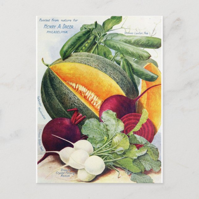 Melon Obstgarten Vintage Postkarte (Vorderseite)