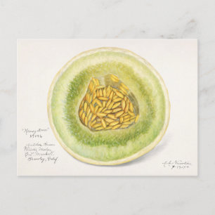 Melone (Cucumis Melo) Frucht Aquarellmalerei Postkarte