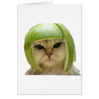 Melonenkatze