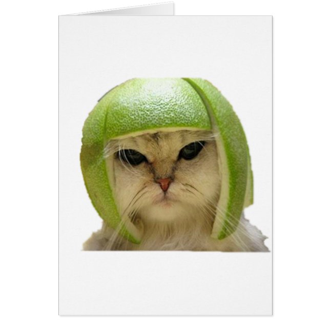 Melonenkatze (Vorne)