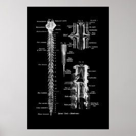Membrane der Anatomie des Rückenmarks Poster