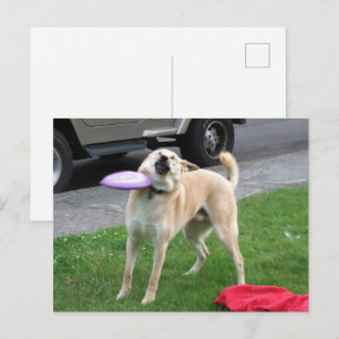 Mème du chien avec un frisbee sur carte postale
