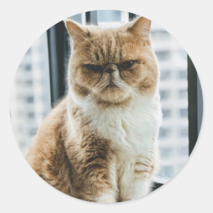 Meme-Katze Runder Aufkleber