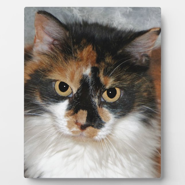 MeMeow Fotoplatte (Vorderseite)