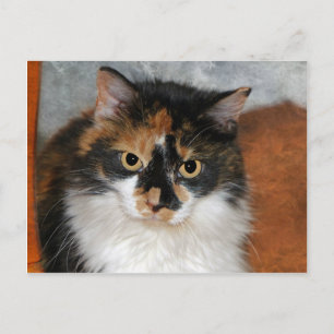 MeMeow Postkarte