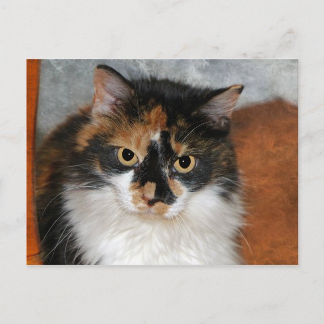 MeMeow Postkarte (Vorderseite)