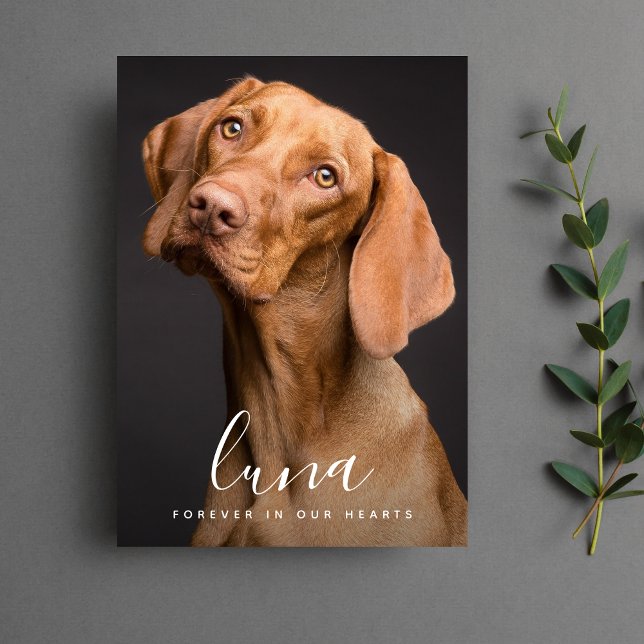 Memorial zur Sympathy-Karte Dankeskarte (Pet Photo Sympathy Card)