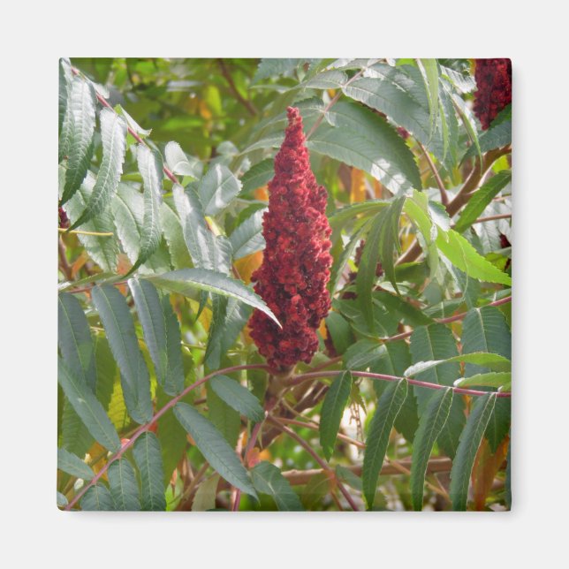 Menge der Blume Magnet (Vorne)