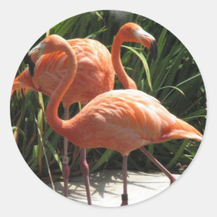 Menge der Flamingo-Aufkleber Runder Aufkleber