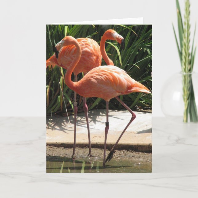 Menge der Flamingo-Gruß-Karte Karte (Vorderseite)