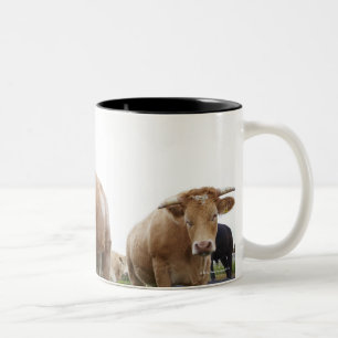Menge der jungen weißen Kühe auf dem Zweifarbige Tasse