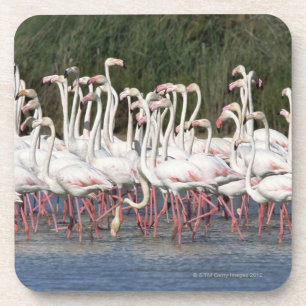 Menge der watenden Flamingos, Frankreich Getränkeuntersetzer