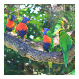 Menge von Regenbogen lorikeets auf einer Fotodruck