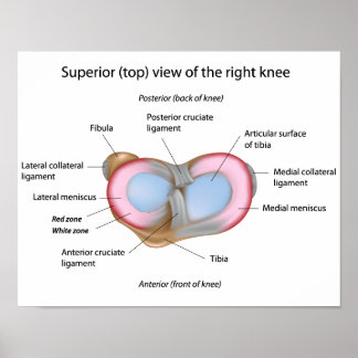 Menisci des Knie-Posters Poster
