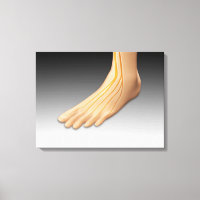 Menschenfett mit Nervensystem 2