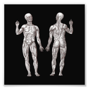 Menschliche Anatomie - das muskulöse System Fotodruck