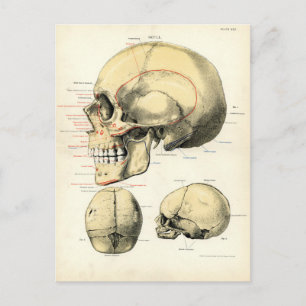 Menschliche Anatomie - Der Schädel Postkarte