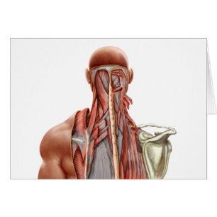 Menschliche Anatomie, die tiefe Muskeln im Hals