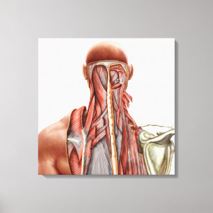 Menschliche Anatomie, die tiefe Muskeln im Hals Leinwanddruck