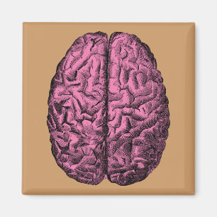 Menschliche Anatomie Gehirn Magnet