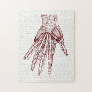 Menschliche Anatomie Handmuskeln Rot