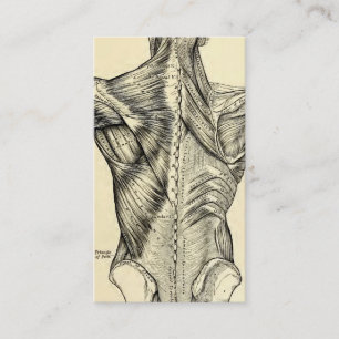 Menschliche Anatomie-Kunst-Rückenmuskel (circa Visitenkarte