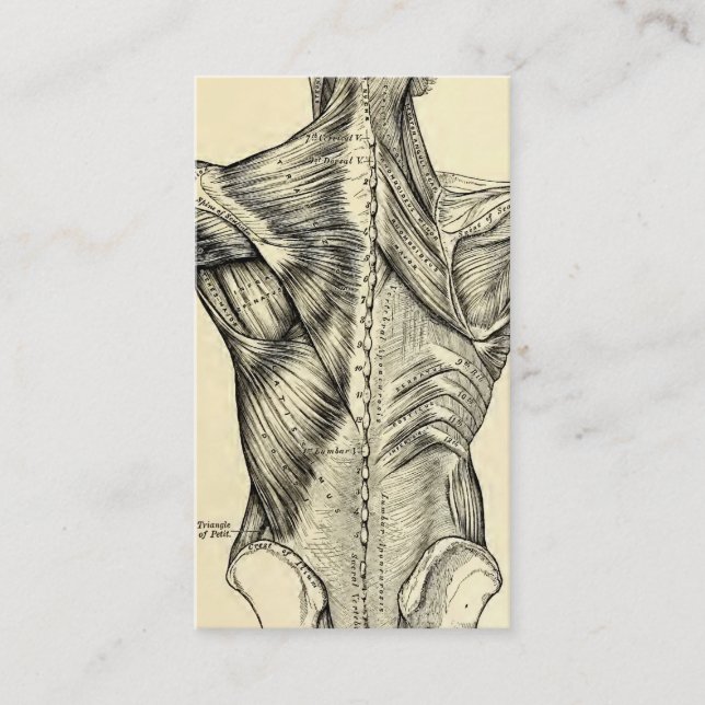 Menschliche Anatomie-Kunst-Rückenmuskel (circa Visitenkarte (Vorderseite)
