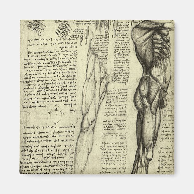 Menschliche Anatomie Männliche Muskeln von Leonard Magnet (Vorne)