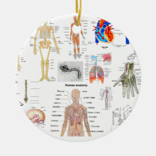 Menschliche Anatomie-medizinische Diagramme voll Keramikornament