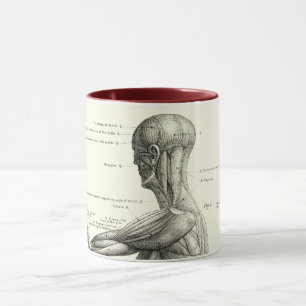 Menschliche Anatomie, Muskeln des menschlichen Kör Tasse