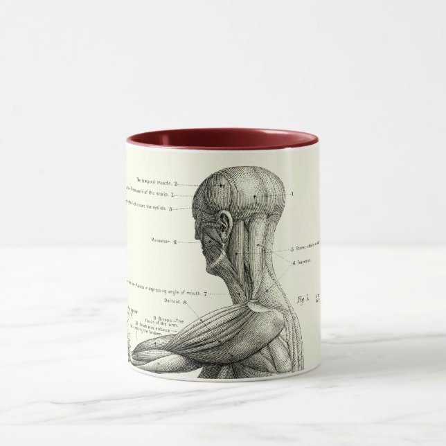Menschliche Anatomie, Muskeln des menschlichen Tasse (Zentrum)