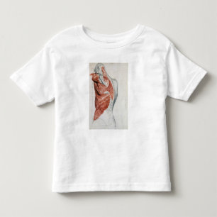 Menschliche Anatomie; Muskeln des Torsos und der Kleinkind T-shirt