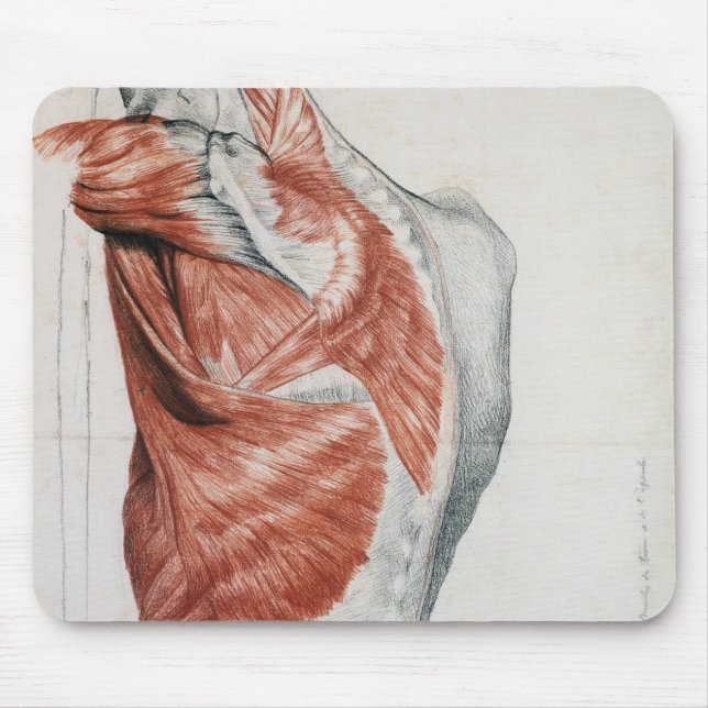 Menschliche Anatomie; Muskeln des Torsos und der Mousepad (Vorne)