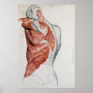 Menschliche Anatomie; Muskeln des Torsos und der Poster