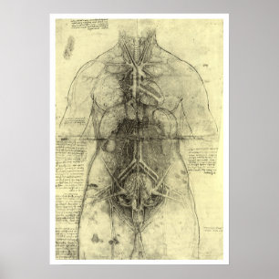 Menschliche Anatomie, weibliche Torso von Leonardo Poster