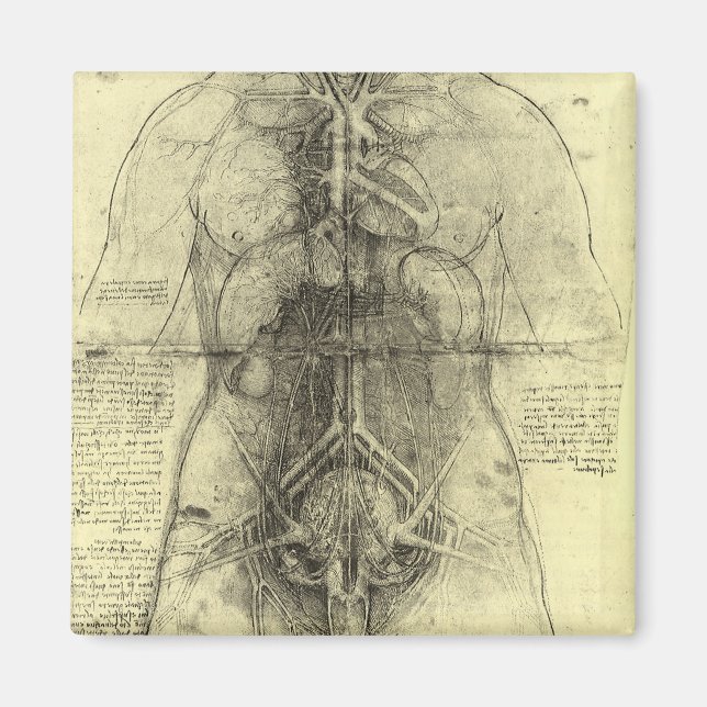 Menschliche Anatomie, weiblicher Torso von Leonard Magnet (Vorne)